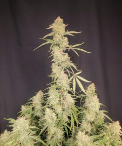 Orange Sherbet Auto Fem Esrar Tohumu (Fast Buds)