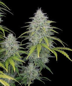 Orange Sherbet Auto Fem Esrar Tohumu (Fast Buds)