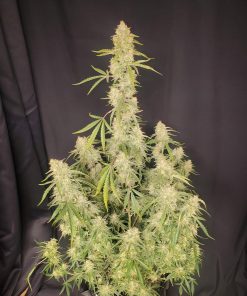 Orange Sherbet Auto Fem Esrar Tohumu (Fast Buds)