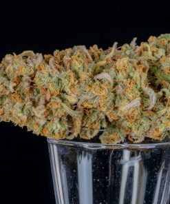 Orange Sherbet Auto Fem Esrar Tohumu (Fast Buds)