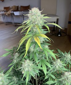 Orange Sherbet Auto Fem Esrar Tohumu (Fast Buds)