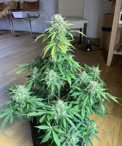 Orange Sherbet Auto Fem Esrar Tohumu (Fast Buds)