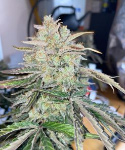 Orange Sherbet Auto Fem Esrar Tohumu (Fast Buds)