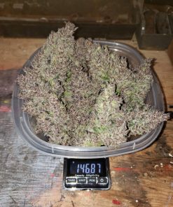 Orange Sherbet Auto Fem Esrar Tohumu (Fast Buds)