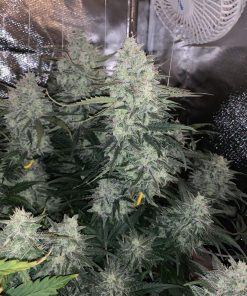 Orange Sherbet Auto Fem Esrar Tohumu (Fast Buds)