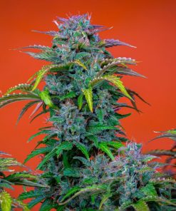 Orange Sherbet Auto Fem Esrar Tohumu (Fast Buds)