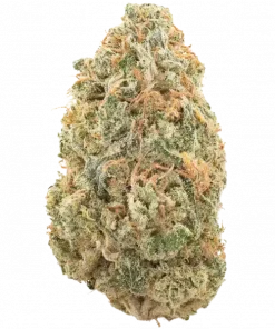 Orange Sherbet FF, narenciye ve yakıtımsı aromalarıyla öne çıkan dengeli bir hibrit türüdür. Yüksek THC içeriği ile benzersiz etkilerini keşfedin.