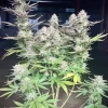 Orange Sherbet FF Feminized Esrar Tohumu (Fast Buds)