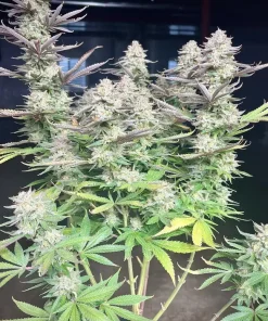 Orange Sherbet FF Feminized Esrar Tohumu (Fast Buds)