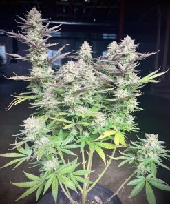 Orange Sherbet FF Feminized Esrar Tohumu (Fast Buds)