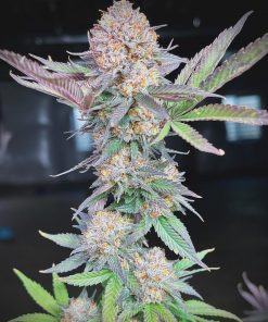 Orange Sherbet FF Feminized Esrar Tohumu (Fast Buds)