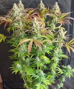 Orange Sherbet FF Feminized Esrar Tohumu (Fast Buds)