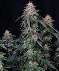 Orange Sherbet FF Feminized Esrar Tohumu (Fast Buds)