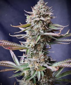 Orange Sherbet FF Feminized Esrar Tohumu (Fast Buds)