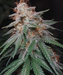 Orange Sherbet FF Feminized Esrar Tohumu (Fast Buds)