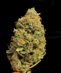 Orange Sherbet FF Feminized Esrar Tohumu (Fast Buds)