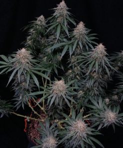 Orange Sherbet FF Feminized Esrar Tohumu (Fast Buds)