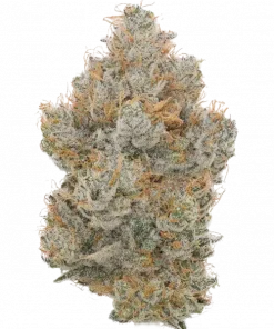 Orange Soda, belirgin portakal aroması ve yüksek THC içeriğiyle öne çıkan Sativa baskın türdür. Canlandırıcı etkilerini ve genetik yapısını keşfedin.