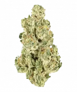 Orange Tree, narenciye ve çam aromalarıyla öne çıkan Sativa ağırlıklı bir türdür. Mutluluk veren etkileriyle bilinir. Bu eşsiz türü keşfedin.