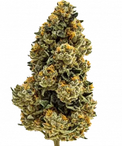 Orange Wedding Cake, portakal aroması ve 'a varan THC içeriğiyle öne çıkan indica dominant bir türdür. Eşsiz lezzet profilini keşfedin ve etkilerini görüntüleyin.