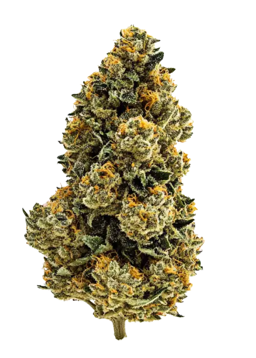 Orange Wedding Cake, portakal aroması ve 'a varan THC içeriğiyle öne çıkan indica dominant bir türdür. Eşsiz lezzet profilini keşfedin ve etkilerini görüntüleyin.