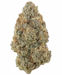 Orangina Razpadoña, tatlı kurabiye aroması ve rahatlatıcı etkisiyle öne çıkan Indica ağırlıklı bir türdür. Yüksek verim ve keyifli deneyim için hemen keşfedin.