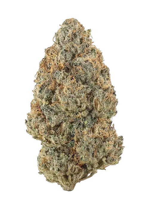 Orangina Razpadoña, tatlı kurabiye aroması ve rahatlatıcı etkisiyle öne çıkan Indica ağırlıklı bir türdür. Yüksek verim ve keyifli deneyim için hemen keşfedin.