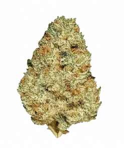 Orangutan Titties, turunçgil aromaları ve 'ye varan THC içeriğiyle öne çıkan dengeli bir hibrit türdür. Rahatlatıcı etkilerini keşfedin ve detaylı inceleyin.