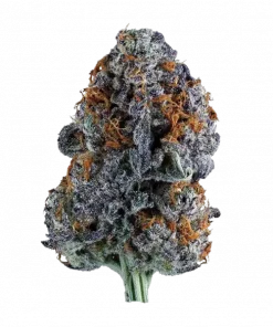 Orangutangie, sert yakıtımsı aroması ve yüksek THC içeriğiyle bilinen Sativa baskın bir türdür. Enerji verici etkilerini keşfedin ve genetik yapısını görüntüleyin.