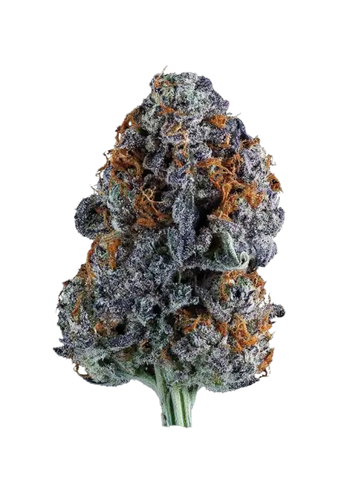 Orangutangie, sert yakıtımsı aroması ve yüksek THC içeriğiyle bilinen Sativa baskın bir türdür. Enerji verici etkilerini keşfedin ve genetik yapısını görüntüleyin.