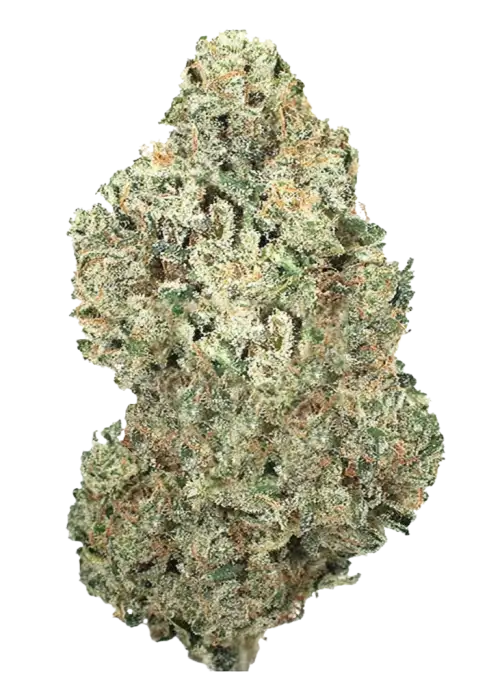 Original Afghan Kush Auto, keskin hash aroması ve güçlü indica etkisiyle bilinen bir türdür. Uykusuzluğa iyi gelen bu türün genetik yapısını keşfedin.