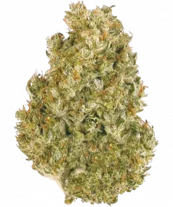 Original AK Auto, turunçgil aromaları ve dengeli genetiğiyle öne çıkan hibrit bir türdür. Hızlı hasat için ideal. Bu eşsiz türü keşfedin.