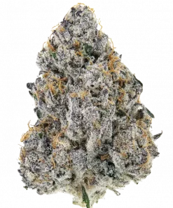 Original Big Bud Auto, tatlı aroması ve rahatlatıcı etkileriyle öne çıkan indica baskın bir türdür. Yüksek verimli ve kolay yetiştirilebilir yapısıyla keşfedin.