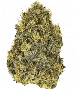 Original Cinderella Auto, tropikal meyve aromaları ve yüksek verimiyle öne çıkan sativa baskın bir türdür. Benzersiz genetik yapısını keşfedin ve etkilerini görüntüleyin.