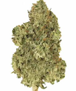Original Jack Herer Auto, kimyasal limon aroması ve baharatlı notalarıyla bilinen Sativa dominant bir türdür. Hızlı hasat için ideal. Etkilerini keşfedin.