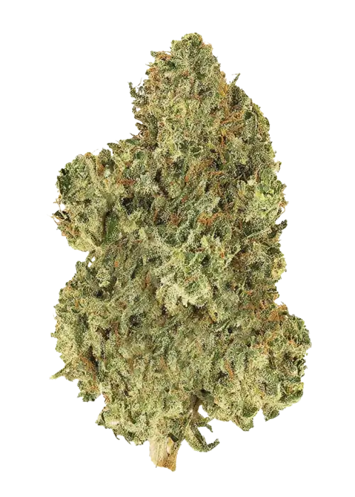 Original Jack Herer Auto, kimyasal limon aroması ve baharatlı notalarıyla bilinen Sativa dominant bir türdür. Hızlı hasat için ideal. Etkilerini keşfedin.