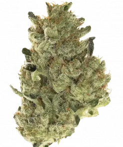 Original Moby Dick Auto, sert limon aroması ve enerji verici etkileriyle öne çıkan sativa baskın bir türdür. Yüksek verimli genetik yapısını keşfedin.