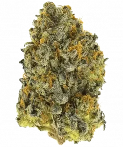 Original Northern Lights Auto, toprak ve baharat aromalı, yüksek verimli bir indica türüdür. Uykusuzluğa iyi gelir. Bu eşsiz türü keşfedin.