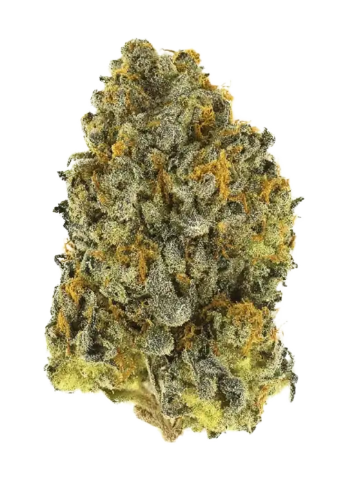 Original Northern Lights Auto, toprak ve baharat aromalı, yüksek verimli bir indica türüdür. Uykusuzluğa iyi gelir. Bu eşsiz türü keşfedin.