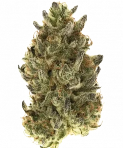 Original Skunk Auto, tatlı ve yakıtımsı aromasıyla öne çıkan indica baskın bir türdür. Hızlı çiçeklenme özelliğiyle dikkat çeker. Özelliklerini keşfedin.