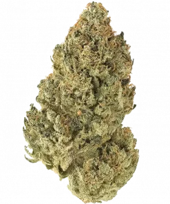 Original White Widow Auto, turunçgil aromaları ve dengeli etkisiyle bilinen bir türdür. Hızlı hasat ve kolay yetiştirme özelliklerini keşfedin. Hemen görüntüleyin.