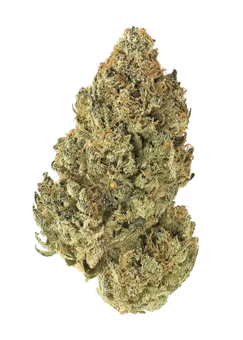 Original White Widow Auto, turunçgil aromaları ve dengeli etkisiyle bilinen bir türdür. Hızlı hasat ve kolay yetiştirme özelliklerini keşfedin. Hemen görüntüleyin.