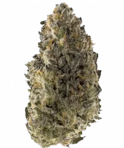 Orion F1, yakıtımsı ve meyveli aromasıyla öne çıkan Indica baskın bir türdür. Depresyon ve uykusuzluğa iyi gelir. Genetik yapısını keşfedin ve etkilerini görüntüleyin.