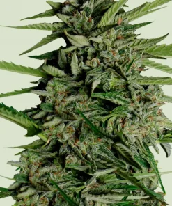 Orion F1 Auto Fem Esrar Tohumu (Royal Queen Seeds)