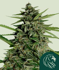 Orion F1 Auto Fem Esrar Tohumu (Royal Queen Seeds)