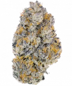 Ortega, tatlı meyvemsi aroması ve güçlü rahatlatıcı etkisiyle bilinen baskın bir indica türüdür. Yüksek verimli bu türün genetik yapısını keşfedin.