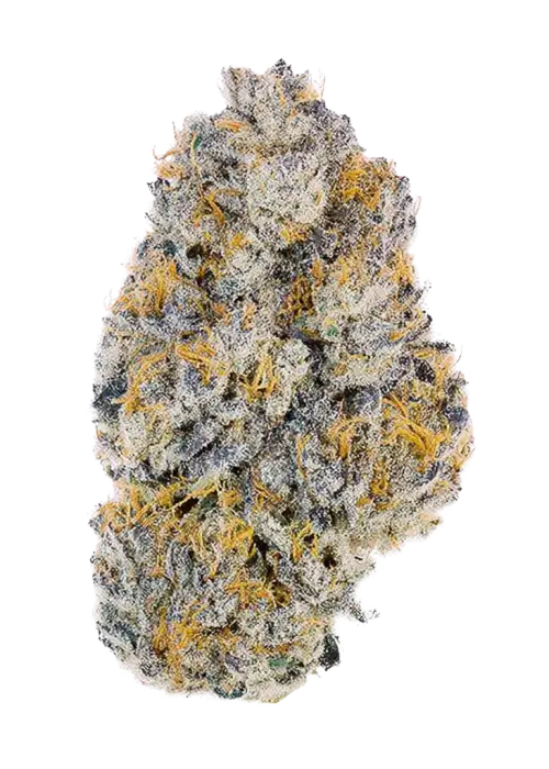 Ortega, tatlı meyvemsi aroması ve güçlü rahatlatıcı etkisiyle bilinen baskın bir indica türüdür. Yüksek verimli bu türün genetik yapısını keşfedin.