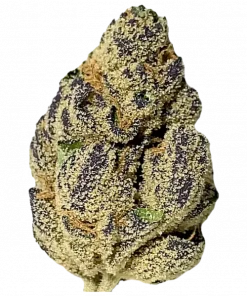 Outer Space, tatlı meyve aromaları ve yüksek THC içeriğiyle bilinen Sativa baskın bir türdür. Canlandırıcı etkileriyle öne çıkar. Özelliklerini keşfedin.