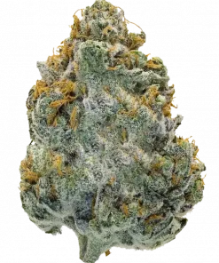 Oxtails, sert yakıtımsı aroması ve yüksek THC içeriğiyle bilinen indica dominant bir türdür. Derin rahatlama ve öfori sunar. Genetik yapısını keşfedin.