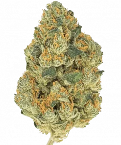 Oysters, greyfurt aromaları ve yüksek THC içeriğiyle bilinen Indica baskın bir türdür. Yoğun rahatlama ve uyku getirici etkileri keşfedin.